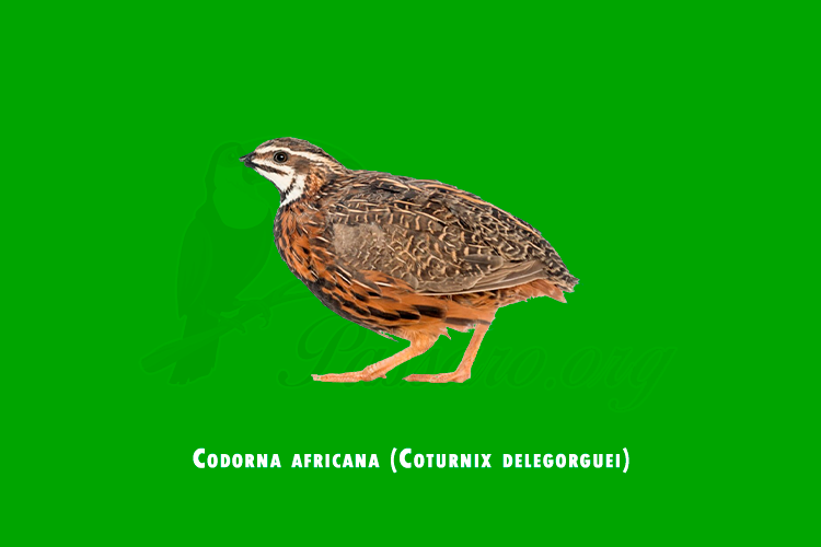 codorna africana (coturnix delegorguei)