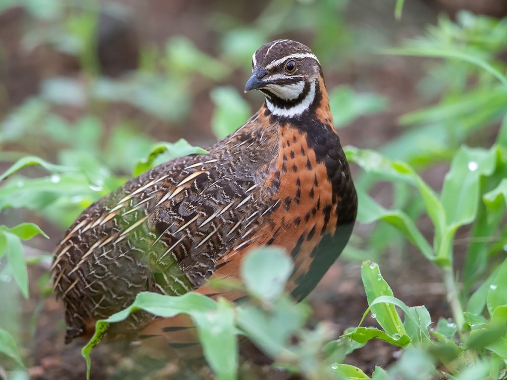 codorna africana