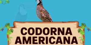 codorna americana