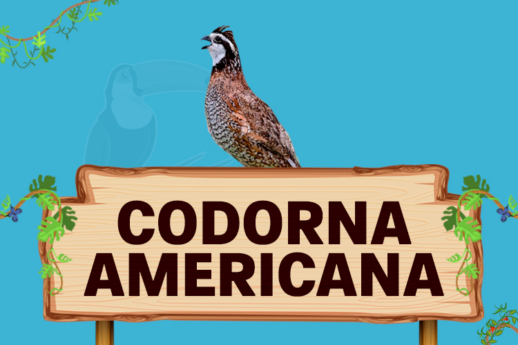 codorna americana