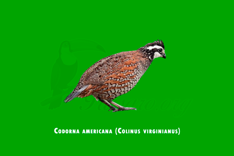 codorna americana (colinus virginianus)