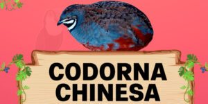 codorna chinesa