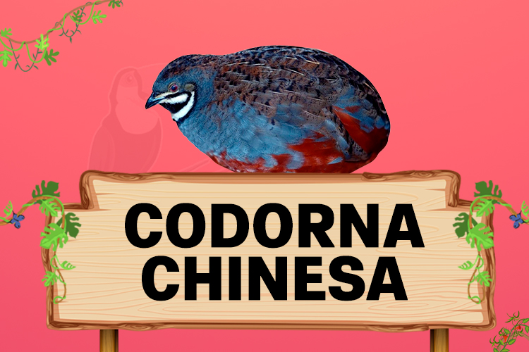 codorna chinesa