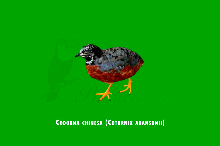 codorna chinesa (coturnix adansonii)