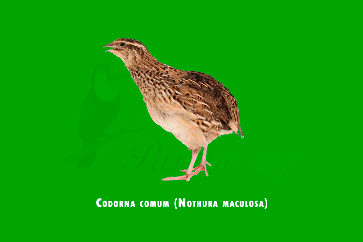 codorna comum (nothura maculosa)