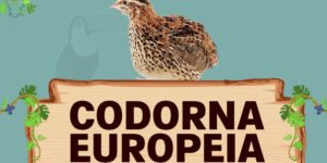 codorna europeia