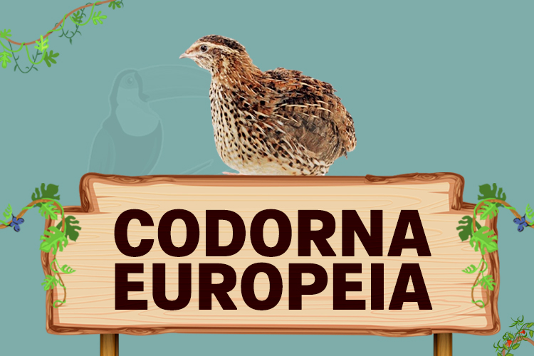 codorna europeia