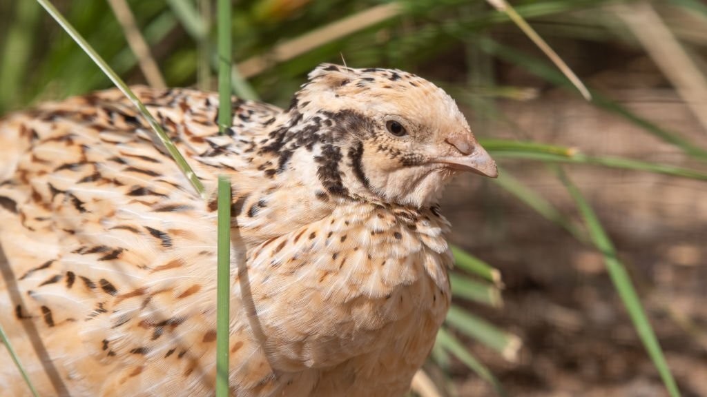 codorna europeia 