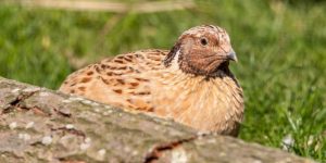 codorna europeia