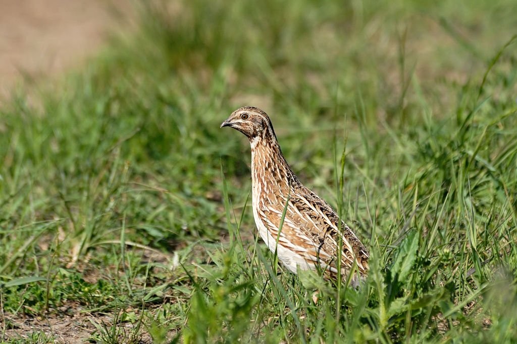 codorna europeia