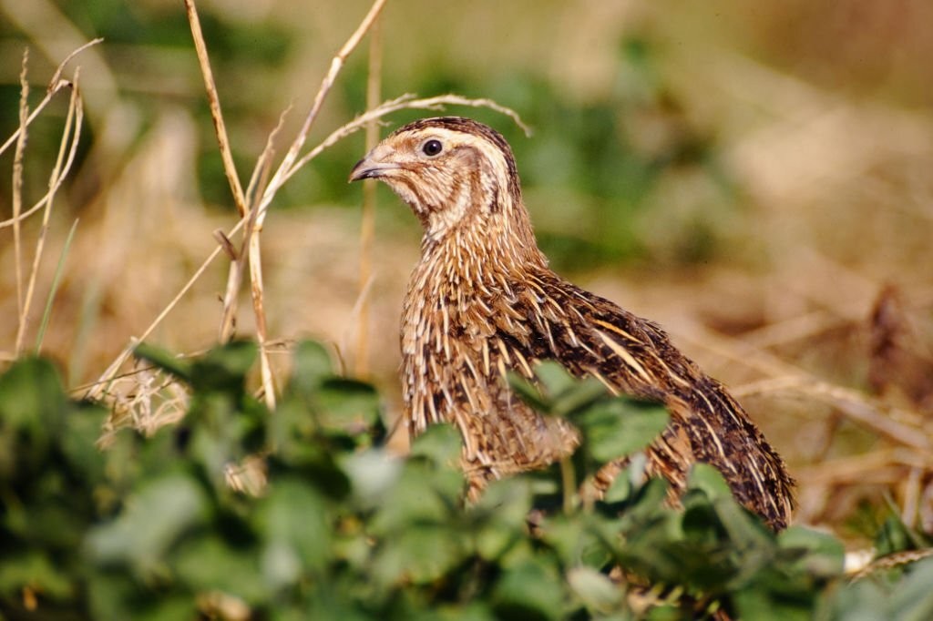 codorna europeia