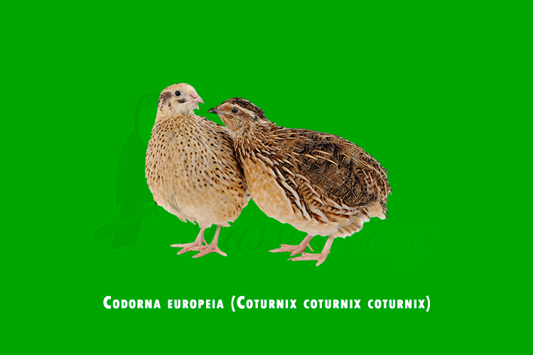 codorna europeia (coturnix coturnix coturnix)