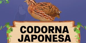 codorna japonesa