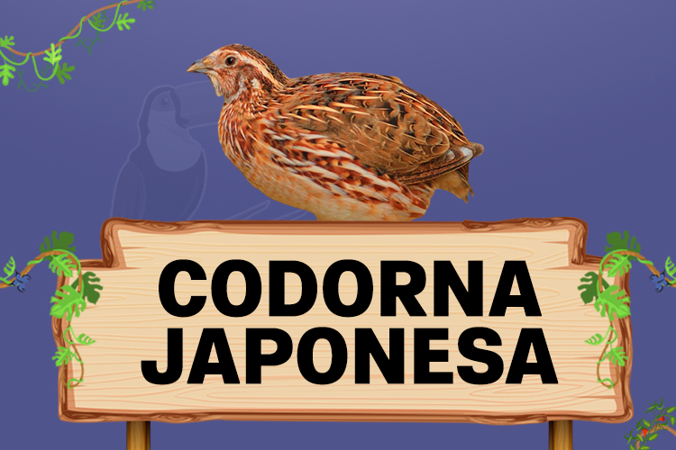 codorna japonesa