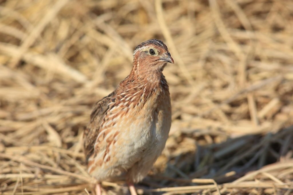 codorna japonesa