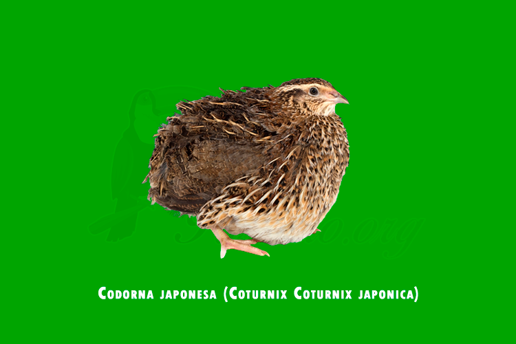 codorna japonesa (coturnix coturnix japonica)
