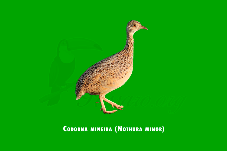 codorna mineira (nothura minor)