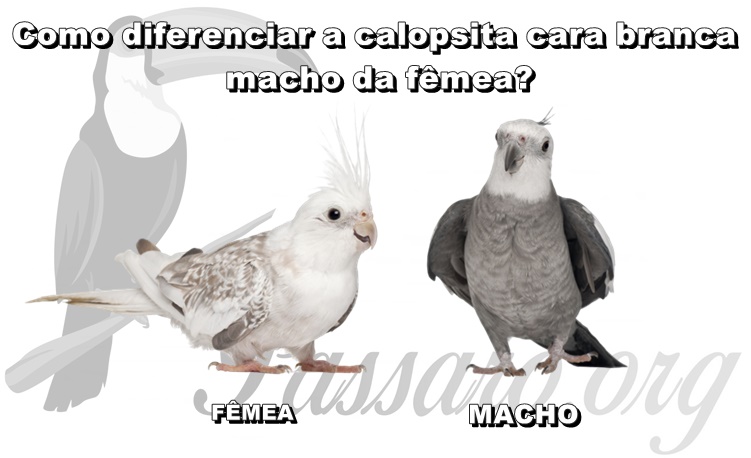 como diferenciar a calopsita cara branca macho da femea