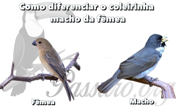 como diferenciar o coleirinha macho da femea