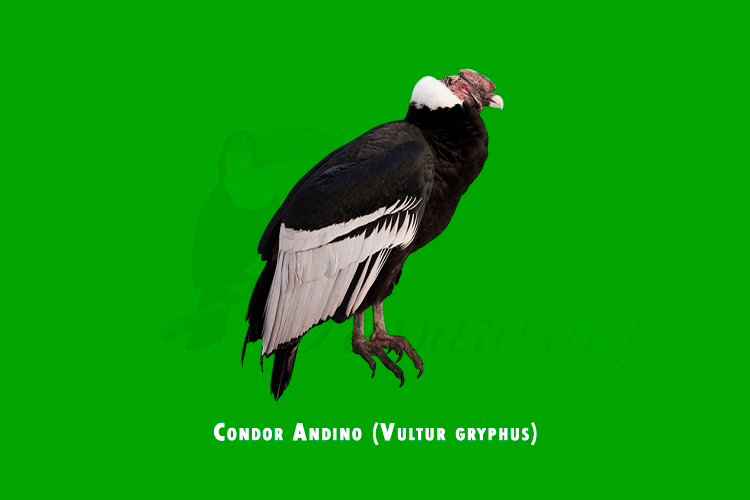 condor andino (vultur gryphus)
