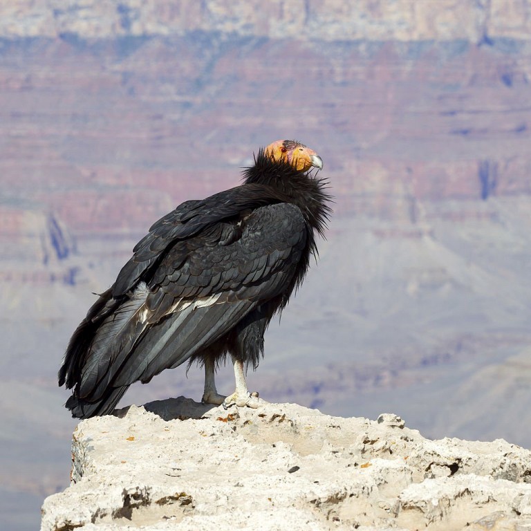 condor-da-california