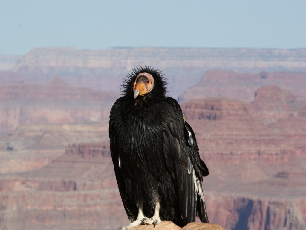 condor-da-california