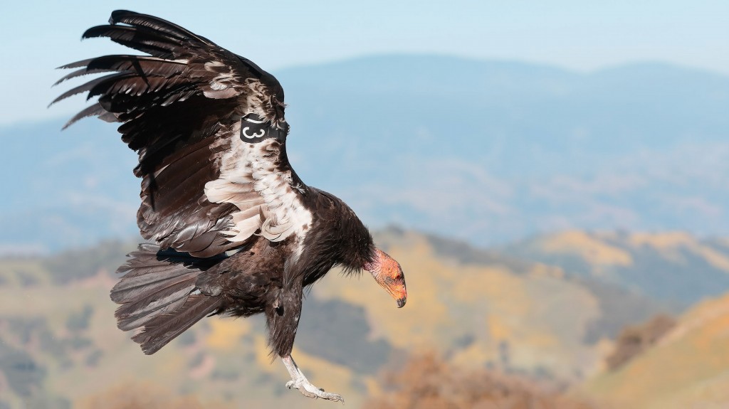 condor-da-california