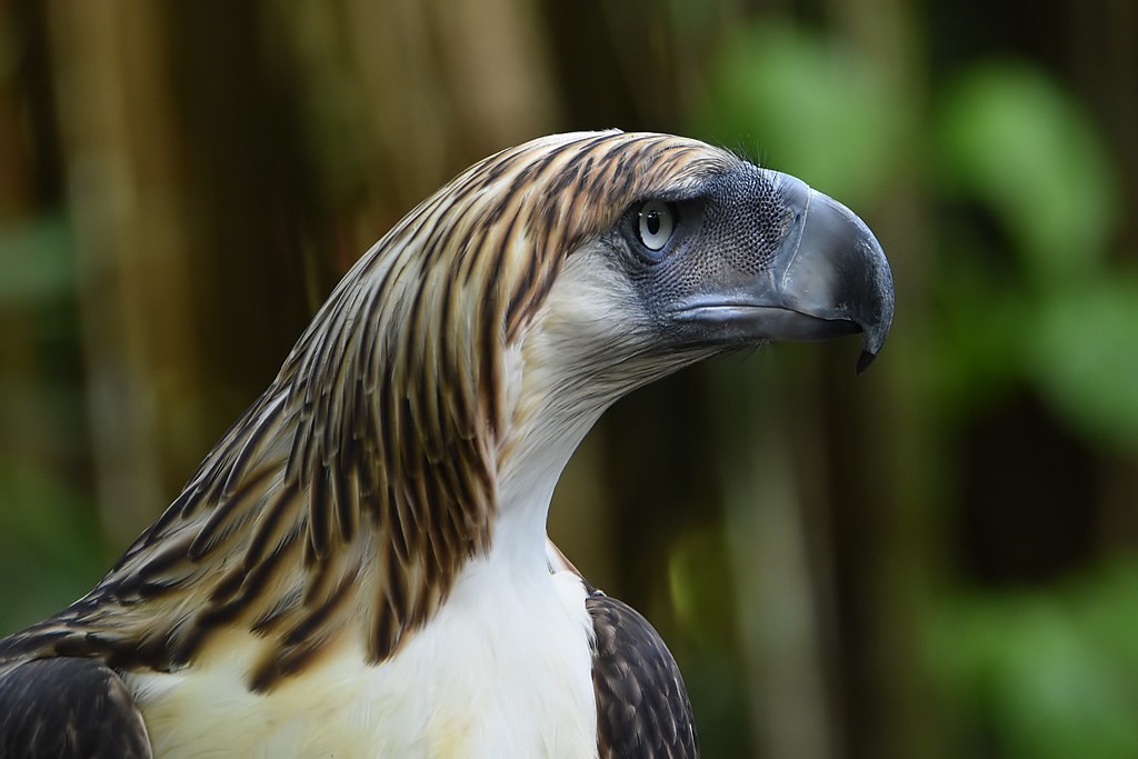 curiosidades da aguia-das-filipinas