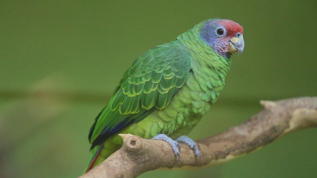 curiosidades do papagaio-de-cara-roxa