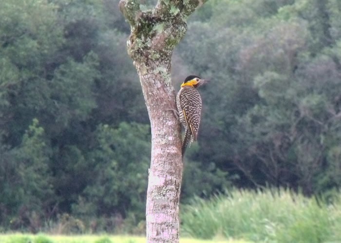 curiosidades sobre pica-pau-do-campo