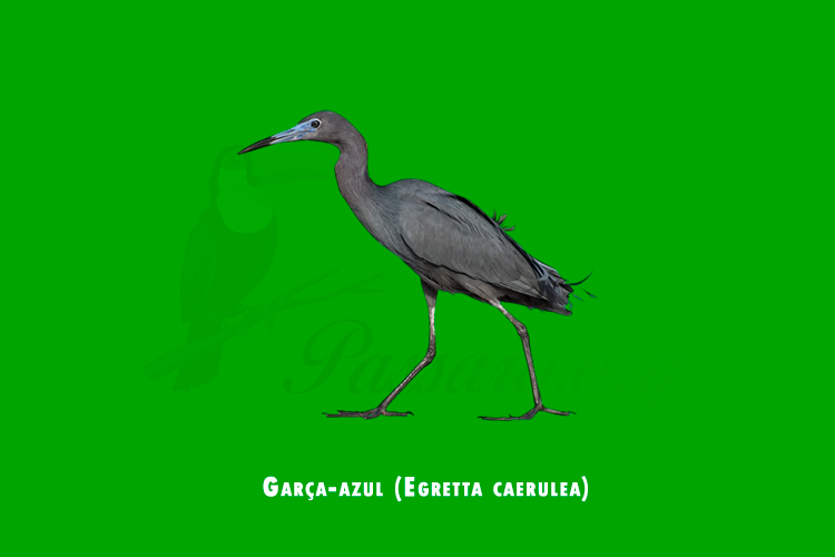 garca-azul (egretta caerulea)