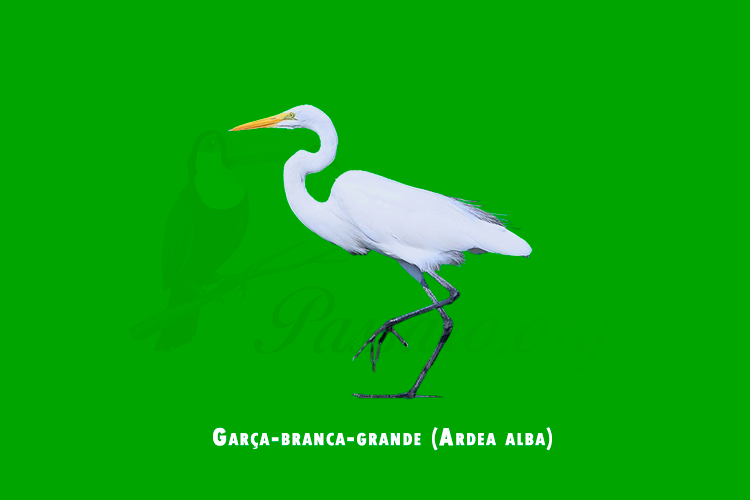 garca-branca-grande (ardea alba)