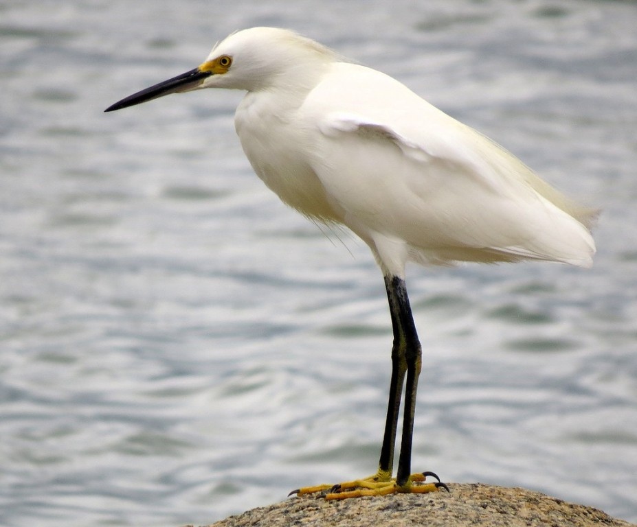 garca-branca-pequena