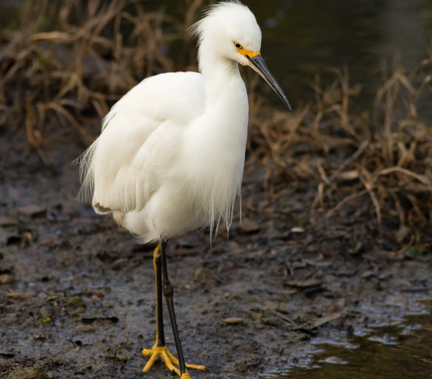 garca-branca-pequena