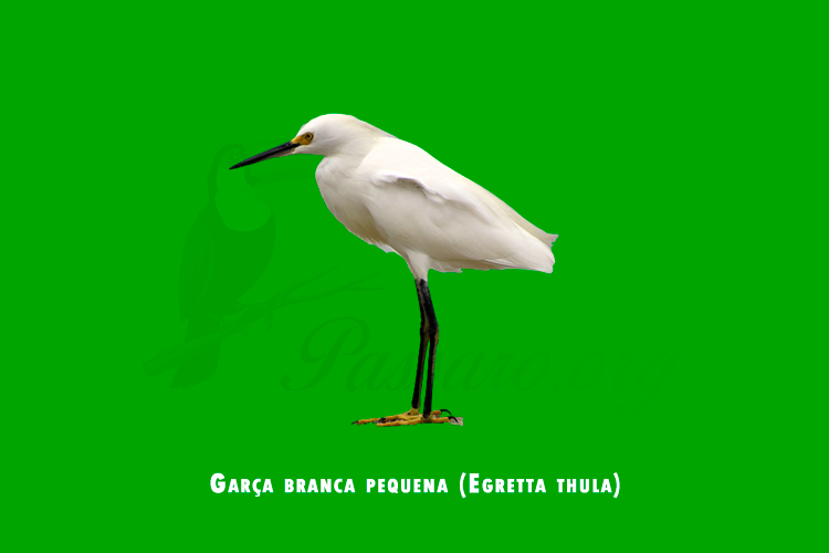 garca branca pequena (egretta thula)