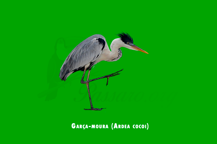 garca-moura (ardea cocoi)