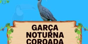 garça noturna coroada