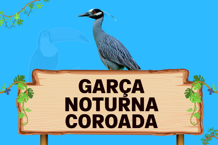 garça noturna coroada