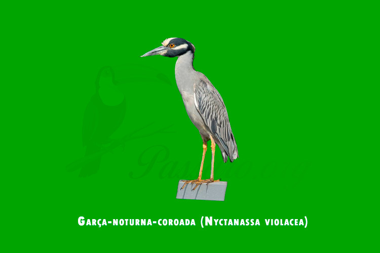 garca-noturna-coroada (nyctanassa violacea)