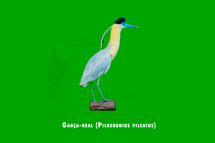 garca-real (pilherodius pileatus)