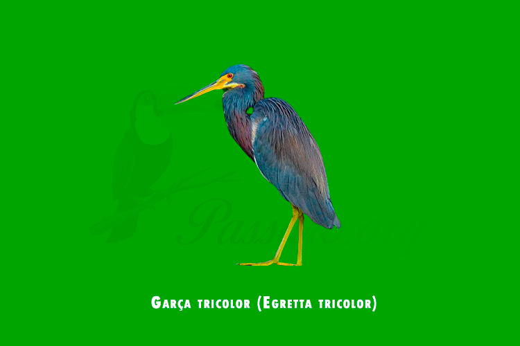 garca tricolor (egretta tricolor)