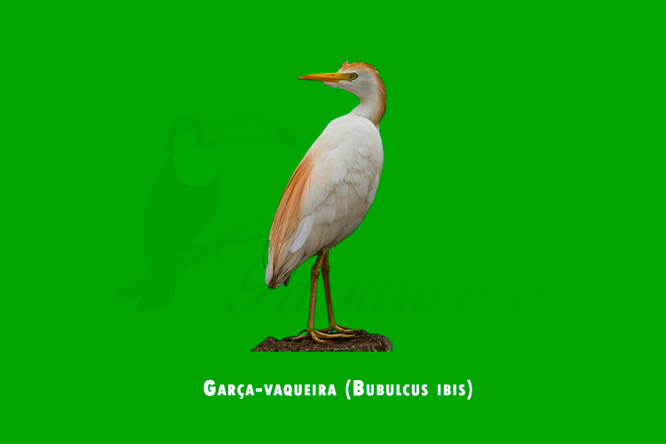 garca-vaqueira (bubulcus ibis)