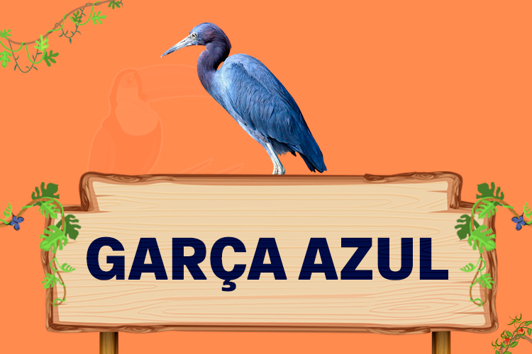 garça azul