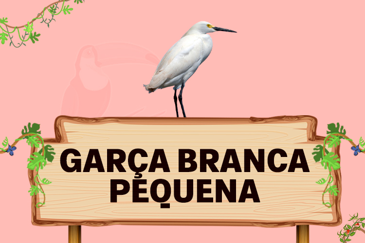 garça branca pequena