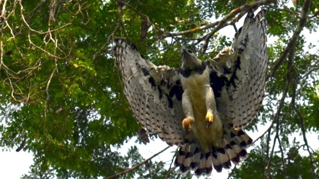 gaviao-real