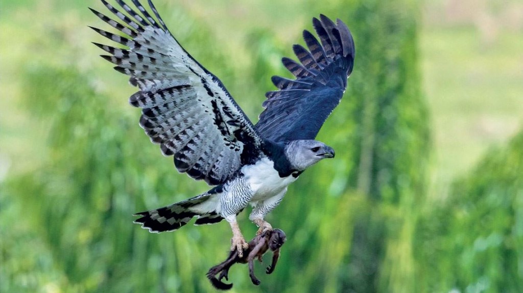 gaviao-real