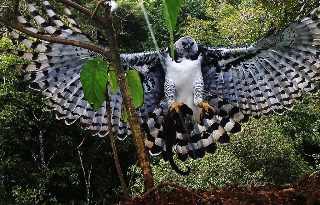 gaviao-real