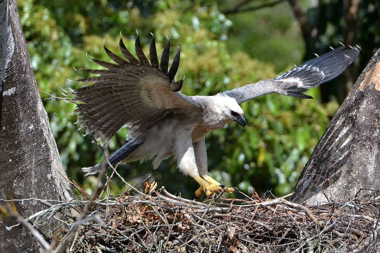 gaviao-real