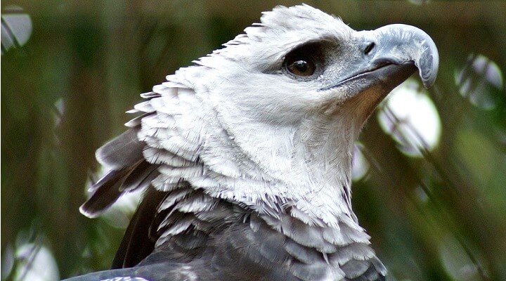 gaviao-real