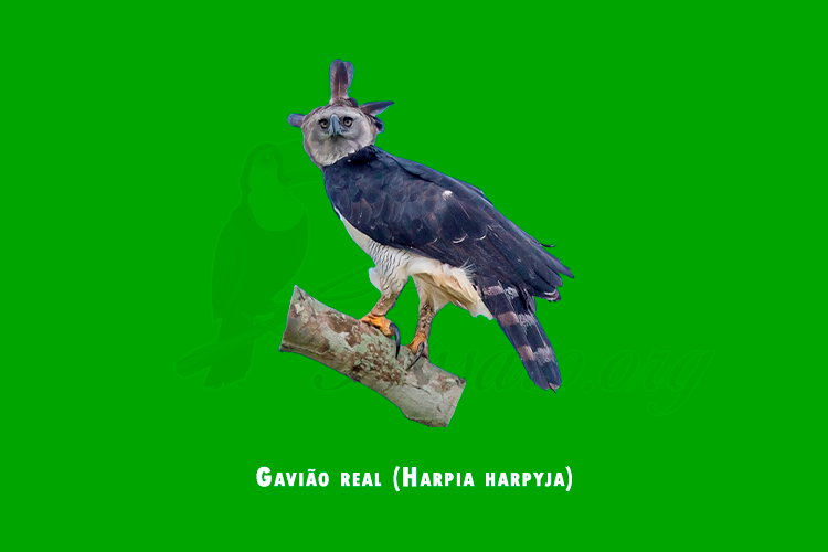 gaviao real (harpia harpyja)